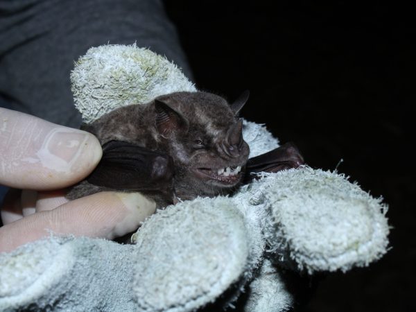 02 Artibeus fimbriatus (3)