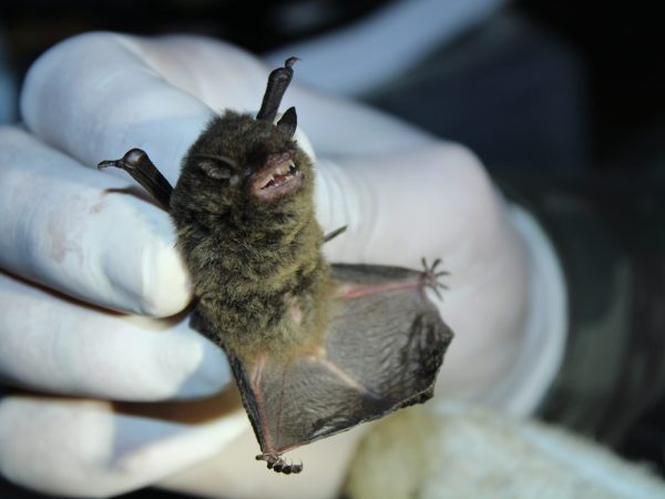 16.06 22-27 Myotis nigricans (Schinz, 1821) (1)