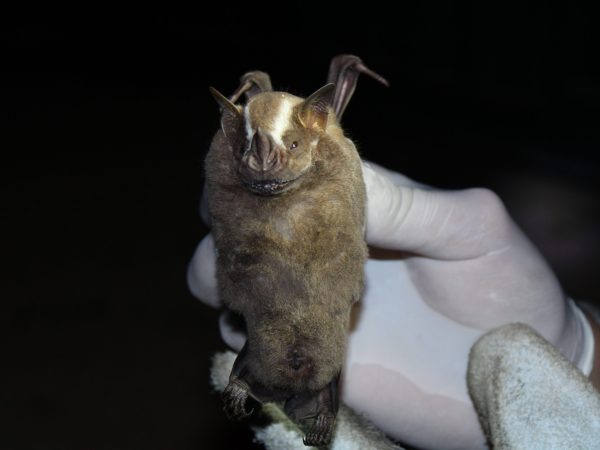 17.06 21-45. Artibeus lituratus (Olfers, 1818) (6)