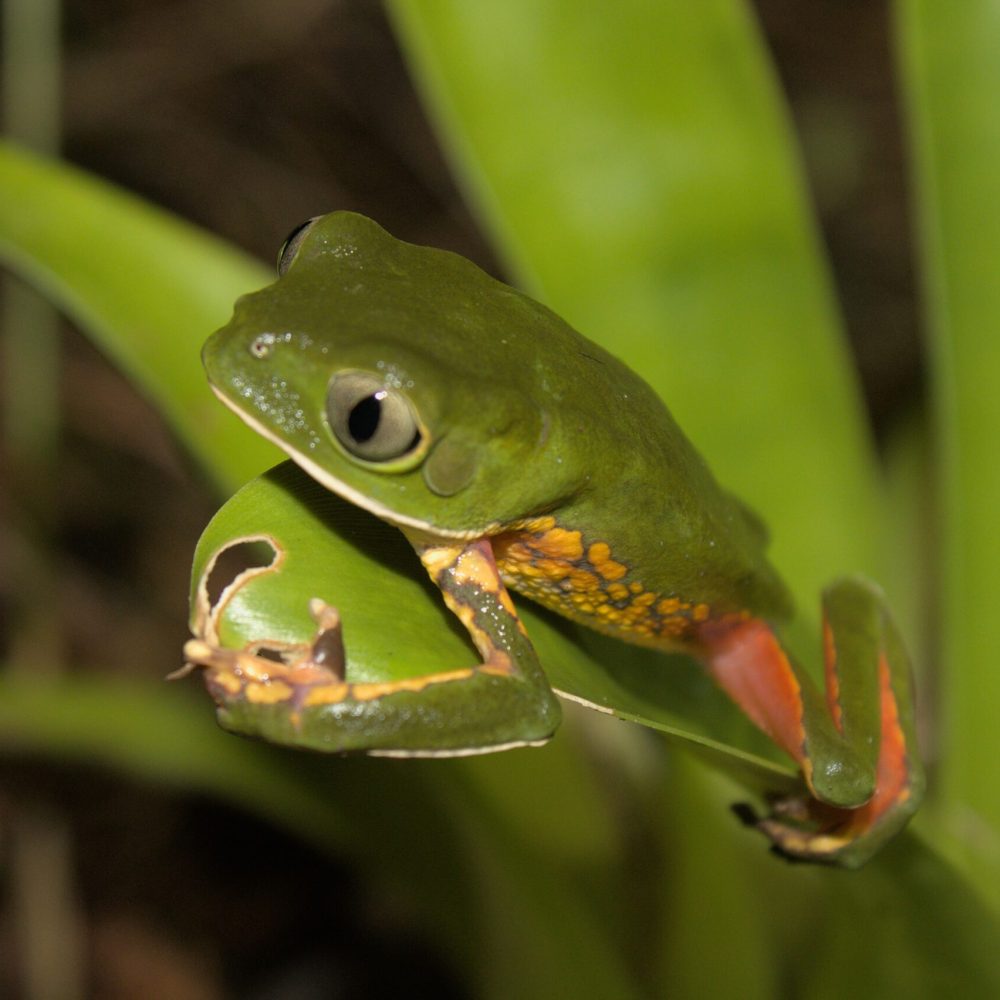 Phyllomedusa-distincta-filomedusa-_4_ (1) (1)